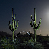 Lightmark No.111, Saguaro Cactus, Organ Pipe Cactus National Monument, Arizona, Light Painting, Night Photography.