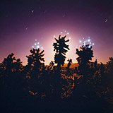 Lightmark No.50, Cholla Cactus Garden, Joshua Tree National Park, California, USA, Light Painting, Night Photography.