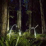 Lightmark No.114, Costal Redwoods, Oregon, USA, Light Painting, Night Photography.