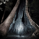 Lightmark No.78, Giant Tingle Tree, Walpole-Nornalup National Park, Australia, Light Painting, Night Photography.